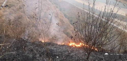 狮子山爆料视频大全最新,揭秘热点事件背后的真相